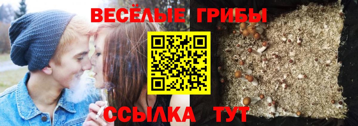 Псилоцибиновые грибы Cubensis Сухой Лог